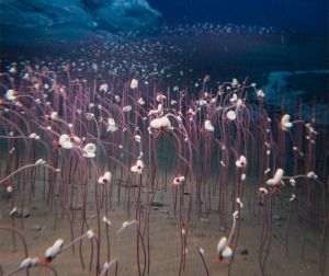 Source photo: idsse.cas.cn